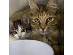 Adopt Raquel a Domestic Long Hair