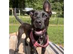 Adopt Alani a Mixed Breed