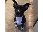Adopt Sprite a Mixed Breed