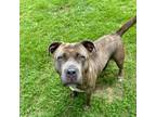 Adopt Cirque a Mixed Breed