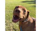 Adopt Velma a Mixed Breed