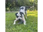 Adopt Flaffy a Mixed Breed