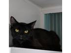 Adopt Shannon a Domestic Short Hair