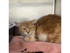 Adopt Zinnia a Domestic Medium Hair