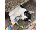 Adopt Gemstone a Domestic Short Hair