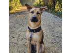 Adopt Bug a Mixed Breed