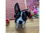 Adopt Denise a Mixed Breed