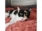 Adopt Parsley a Domestic Short Hair