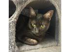 Adopt Lovey a Domestic Short Hair