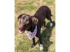 Adopt Dove a Labrador Retriever