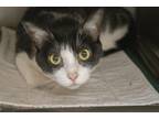 Adopt Roxanne a Domestic Short Hair, Tuxedo