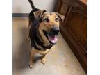 Adopt Norma a German Shepherd Dog