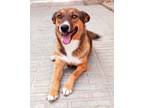 Adopt Lillibet (KSAR) a Australian Shepherd, Afghan Hound