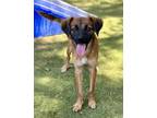 Adopt Kiefer a Spaniel, Cavalier King Charles Spaniel