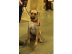 Adopt Loretta Lynn a Shepherd