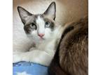 Adopt Coral Reef a Domestic Short Hair, Snowshoe