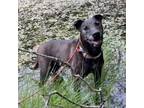 Adopt LADY a Black Labrador Retriever, Airedale Terrier
