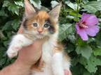 Maine Coon Female
