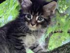Maine Coon Male