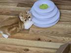 Exotic Shorthair Male Red Kitten Two