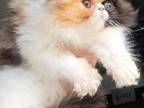Cfa Calico Persian Kitten