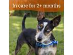 Adopt Lotus a Australian Cattle Dog / Blue Heeler