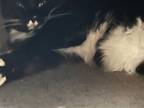 Adopt Sosha a Domestic Medium Hair