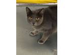 Adopt Piper a Domestic Short Hair