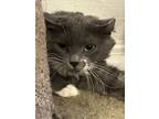 Adopt Poppy a Domestic Medium Hair