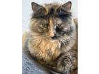 Adopt Spicey a Domestic Long Hair