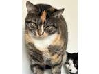 Adopt Penny a Calico