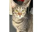 Adopt Princess a Tabby