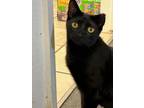 Adopt Prissy a Domestic Short Hair