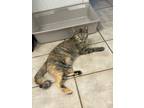 Adopt Becky's Baby a Domestic Short Hair