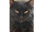 Adopt Chachee a Domestic Long Hair