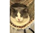 Adopt Hattie a Domestic Short Hair