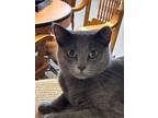 Adopt Gracie a Domestic Short Hair