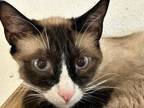 Adopt Sonic a Domestic Short Hair