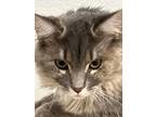Adopt Dillards a Domestic Long Hair