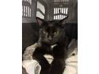 Adopt Muskateer a Domestic Short Hair