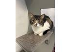 Adopt Fortune a Domestic Short Hair