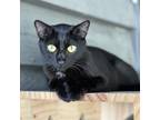 Adopt Choupette a Domestic Short Hair