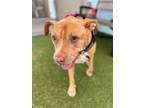 Adopt Chloe a Labrador Retriever, Terrier