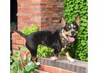Adopt Mae a Basenji, Boston Terrier