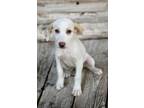 Adopt Olive a Treeing Walker Coonhound, Mixed Breed