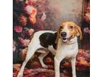 Adopt Lois a Mixed Breed, Beagle