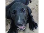 Adopt Amy Farrah Fowler a Beagle