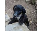 Adopt Bernadette a Beagle