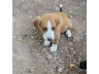 Adopt Penny a Beagle
