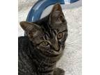 Adopt Lucy a Domestic Short Hair